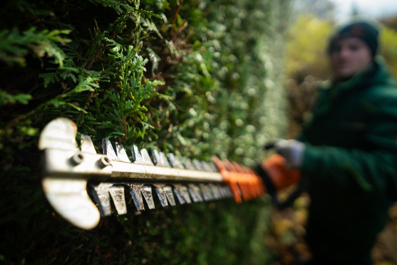 Tuinman scheert een haag met een haagschaar
