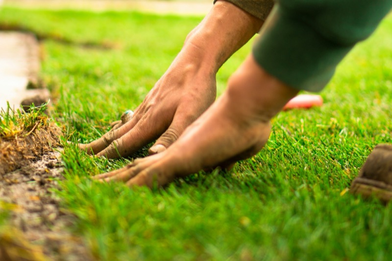 Hovenier drukt verse graszoden aan